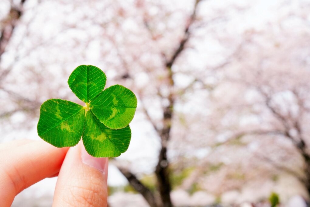 Picture of a green four leaf clover in front of a pink cherry blossom tree